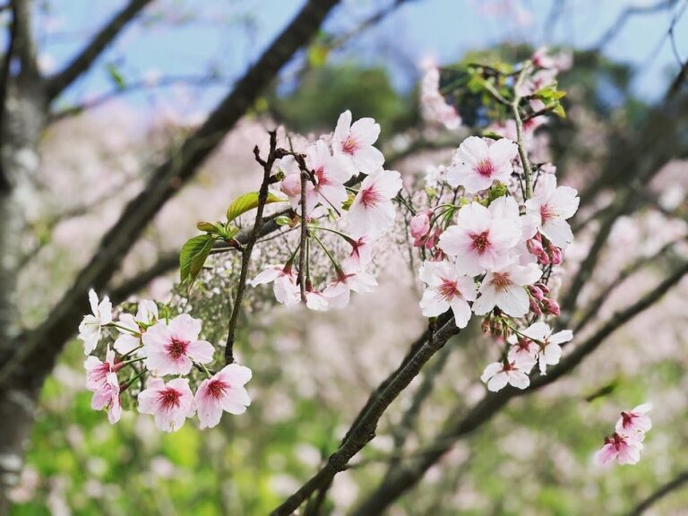大熊櫻花林必訪景點：5個不容錯過的春季景觀