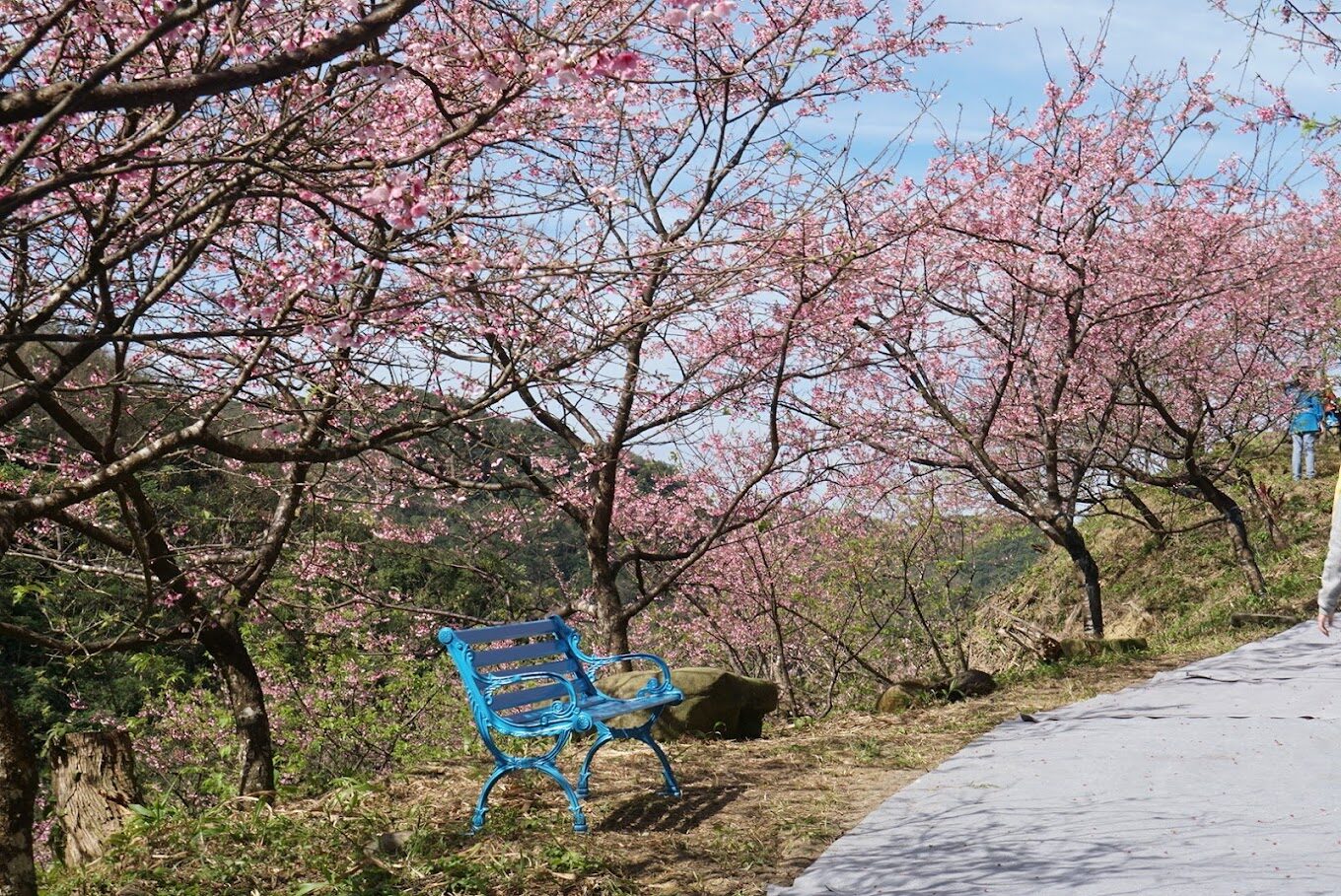 三峽大熊櫻花林旅遊攻略｜5個必知秘境亮點大公開