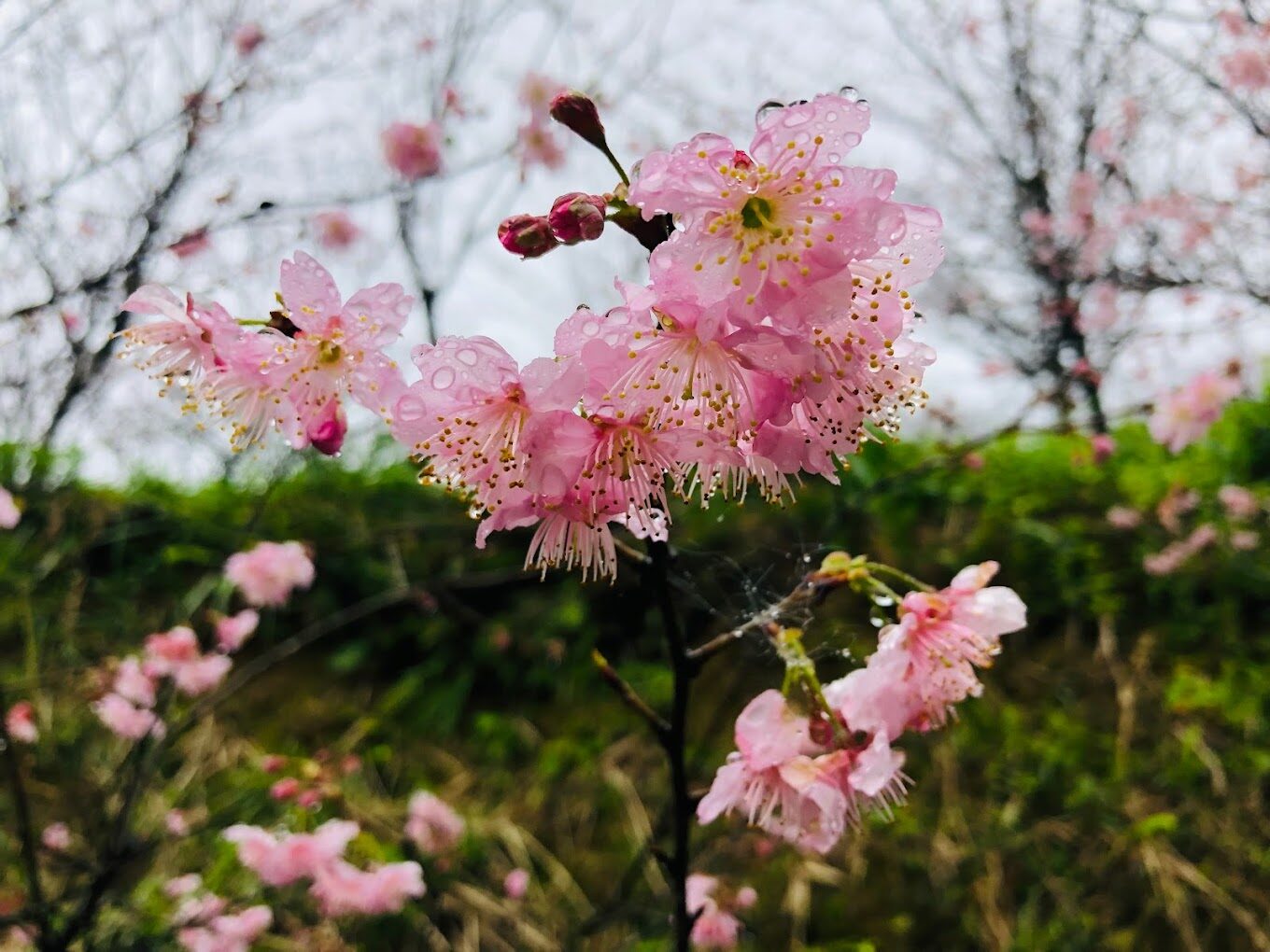 三峽大熊櫻花林旅遊攻略｜5個必知秘境亮點大公開