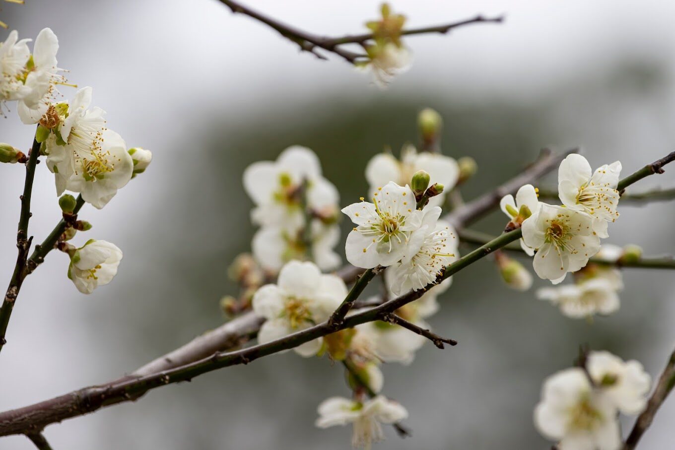 【2025】梅花季節｜必訪3大賞梅景點，不可錯過的美景