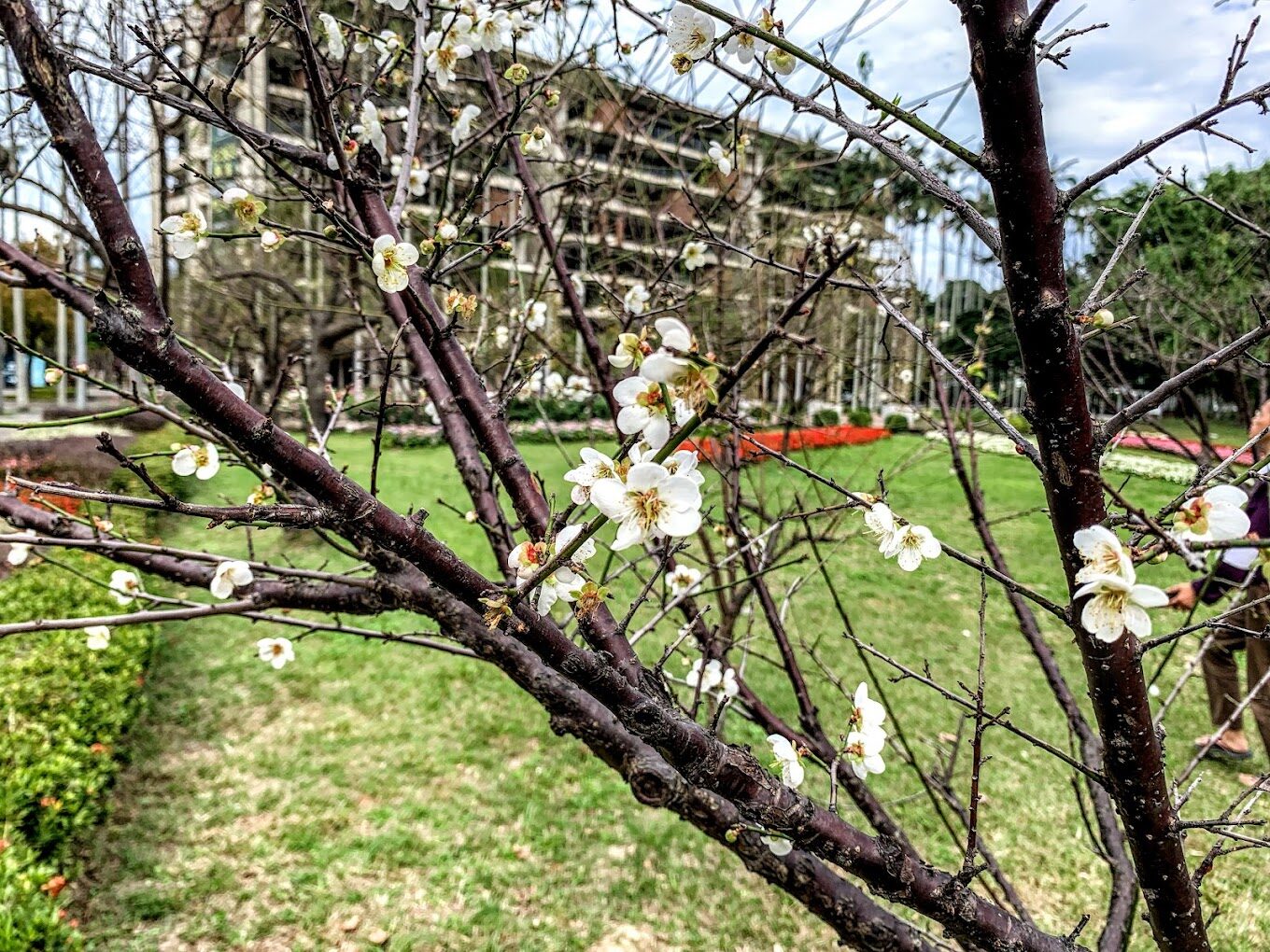 【2025】梅花季節｜必訪3大賞梅景點，不可錯過的美景