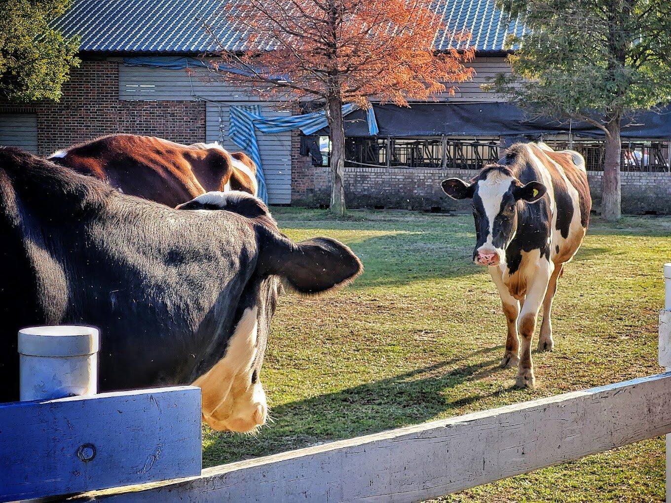 2025雲林必去景點推薦｜你絕不可錯過的秘境