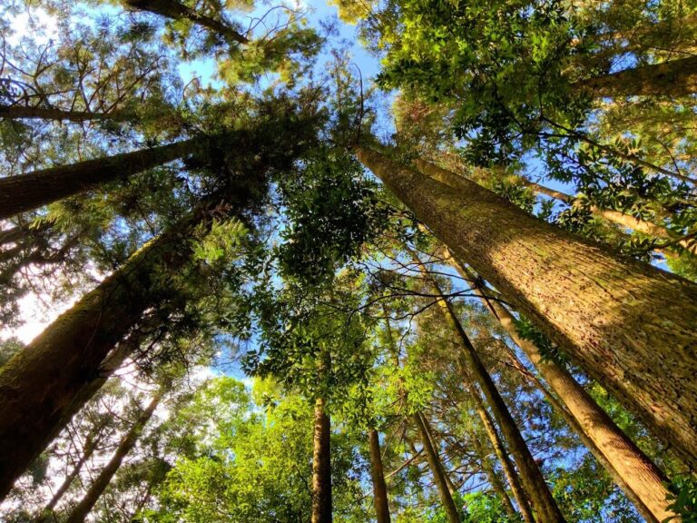 2025雲林必去景點推薦｜你絕不可錯過的秘境