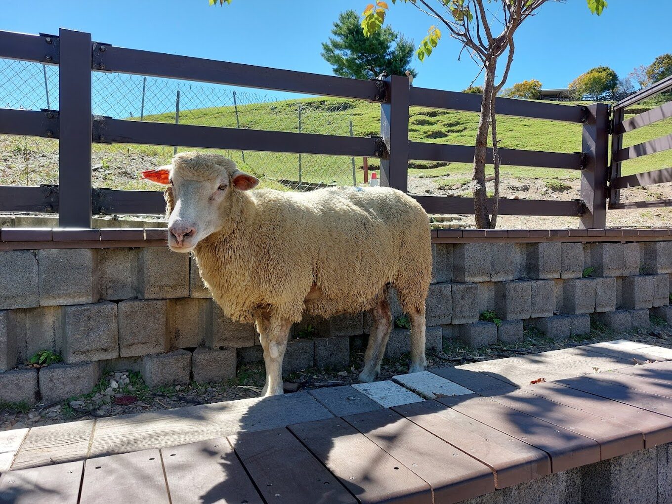 清境農場必遊景點推薦｜2025年不可錯過的體驗