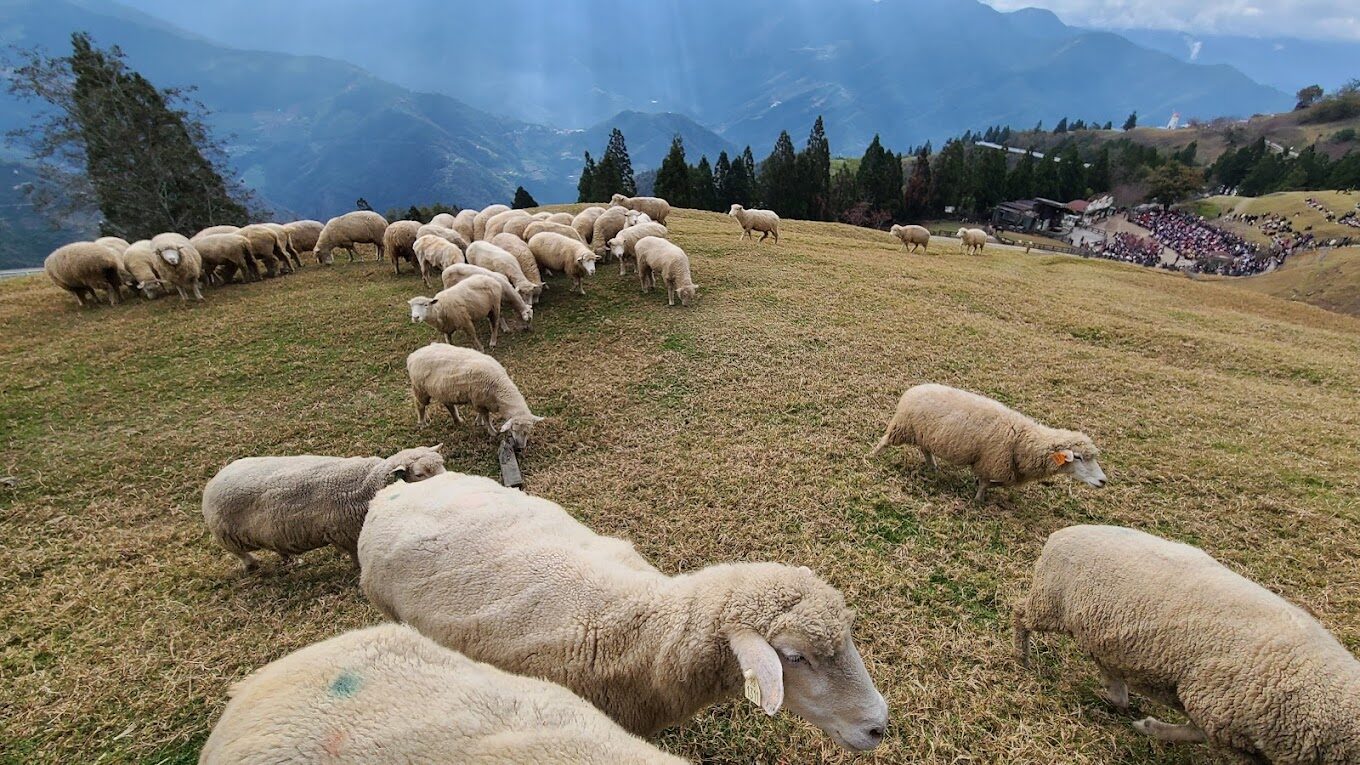 清境農場必遊景點推薦｜2025年不可錯過的體驗