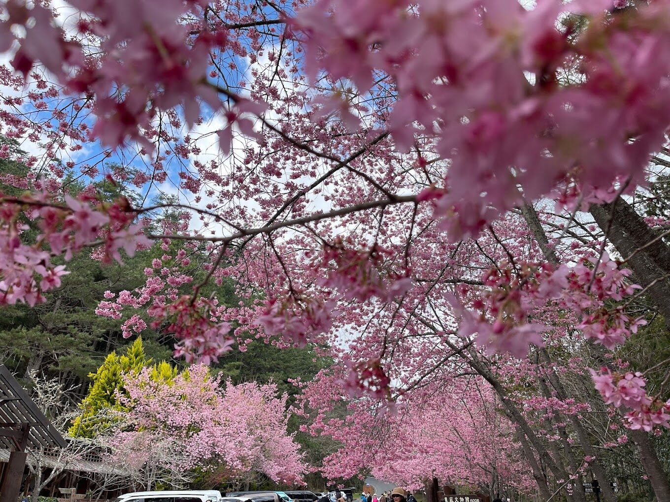 武陵農場櫻花季：2025年不能錯過的賞櫻秘境