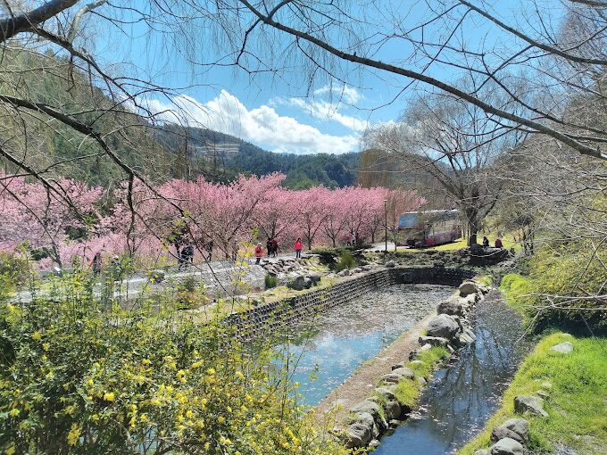 武陵農場櫻花季：2025年不能錯過的賞櫻秘境