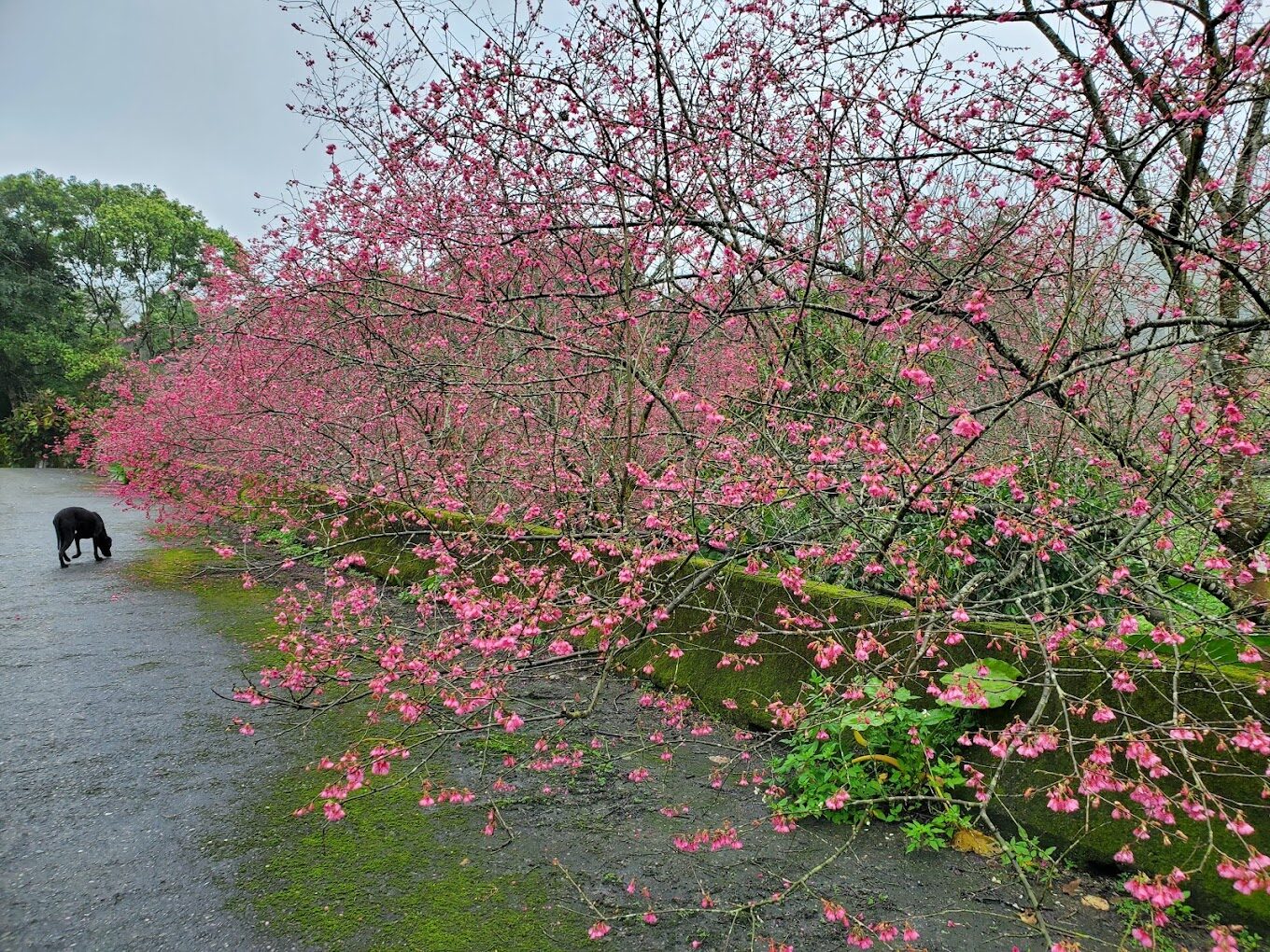 武陵農場櫻花季：2025年不能錯過的賞櫻秘境