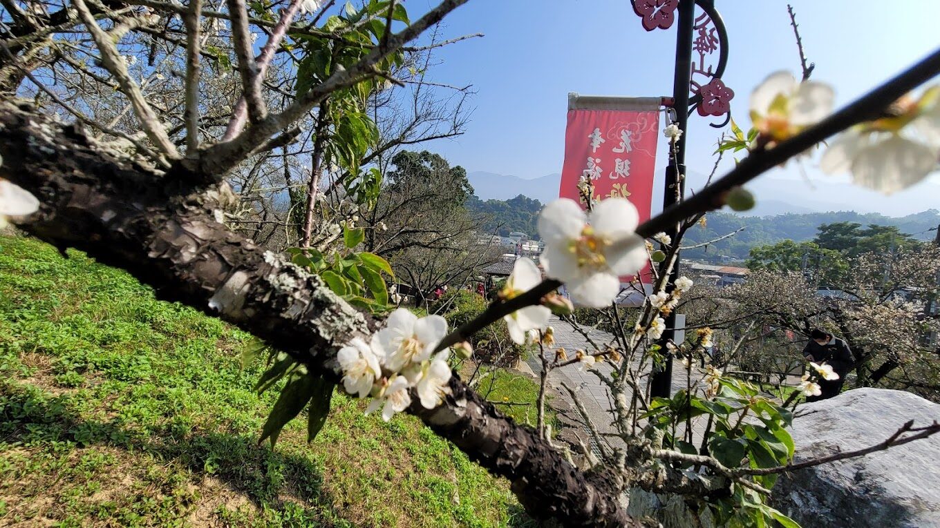 【2025】梅花季節｜必訪3大賞梅景點，不可錯過的美景