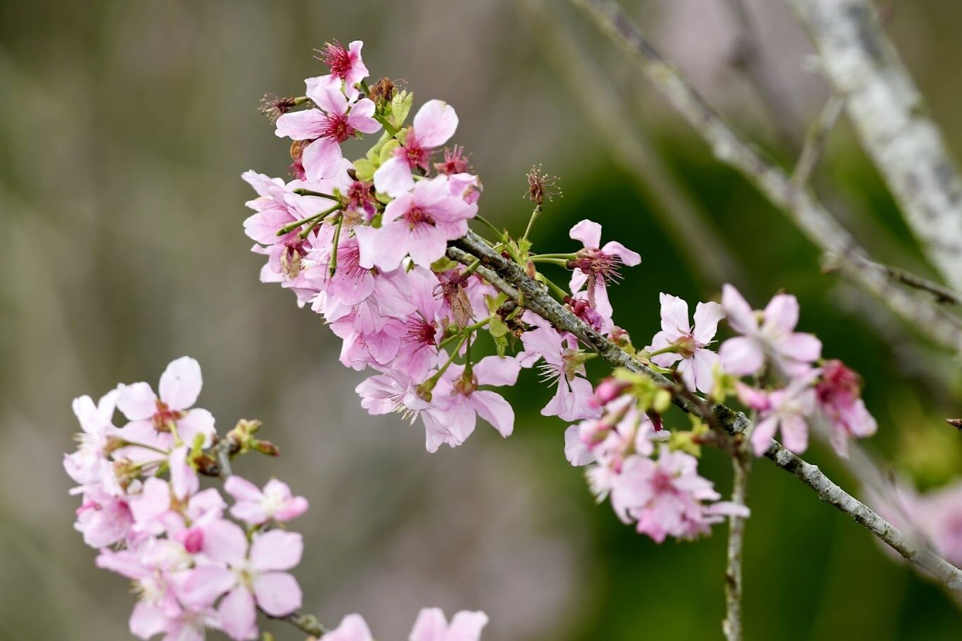 武陵農場櫻花季：2025年不能錯過的賞櫻秘境
