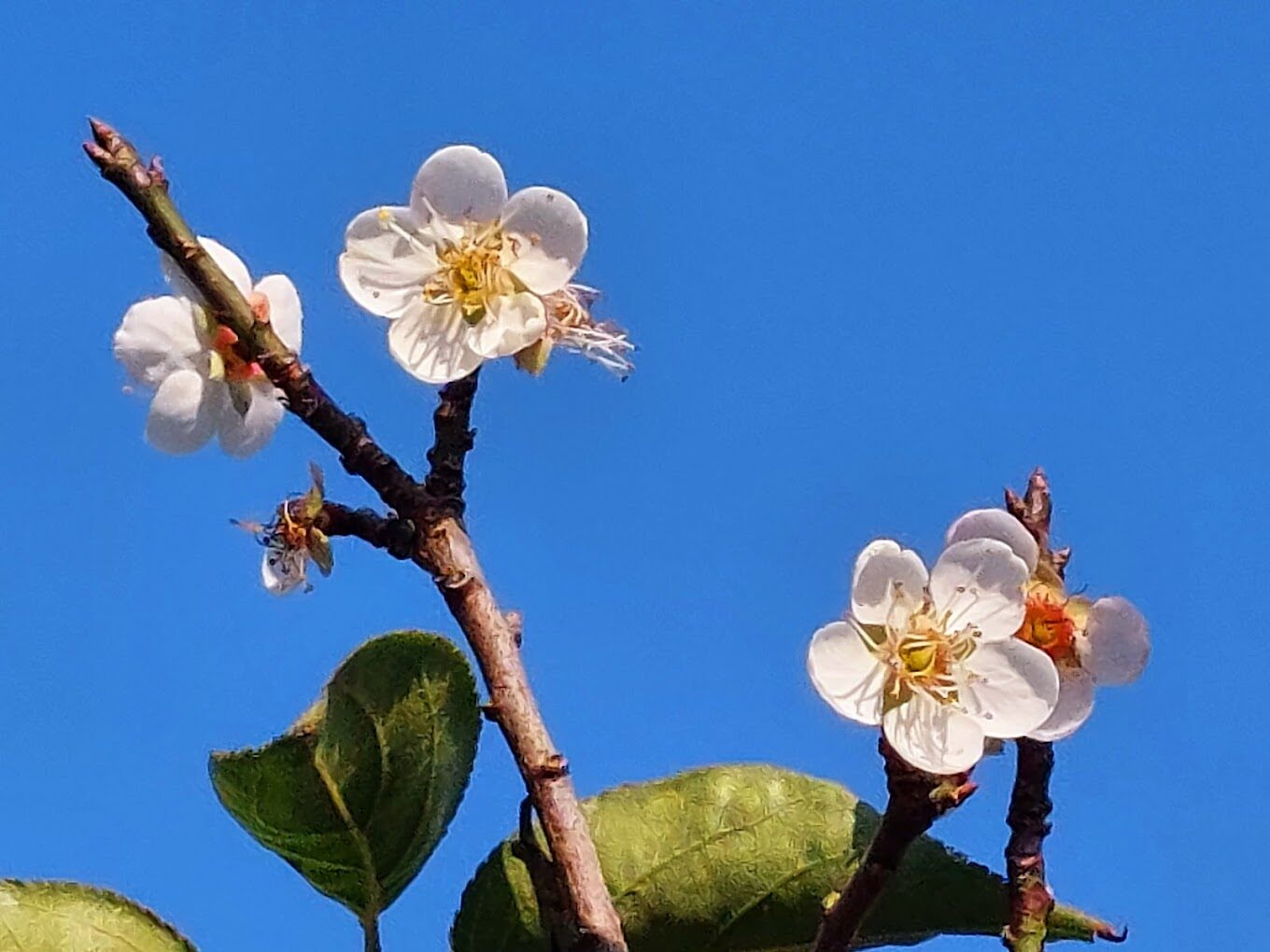 【2025】梅花季節｜必訪3大賞梅景點，不可錯過的美景