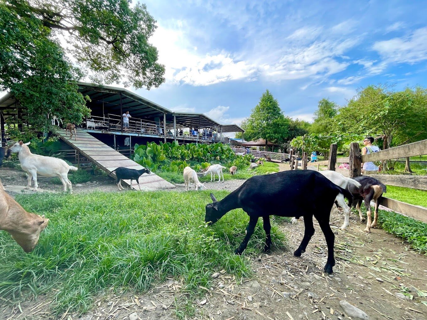 宜蘭農場旅遊攻略｜探訪5大必遊景點及在地美食推薦