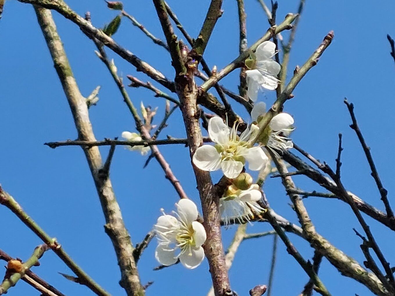 【2025】梅花季節｜必訪3大賞梅景點，不可錯過的美景