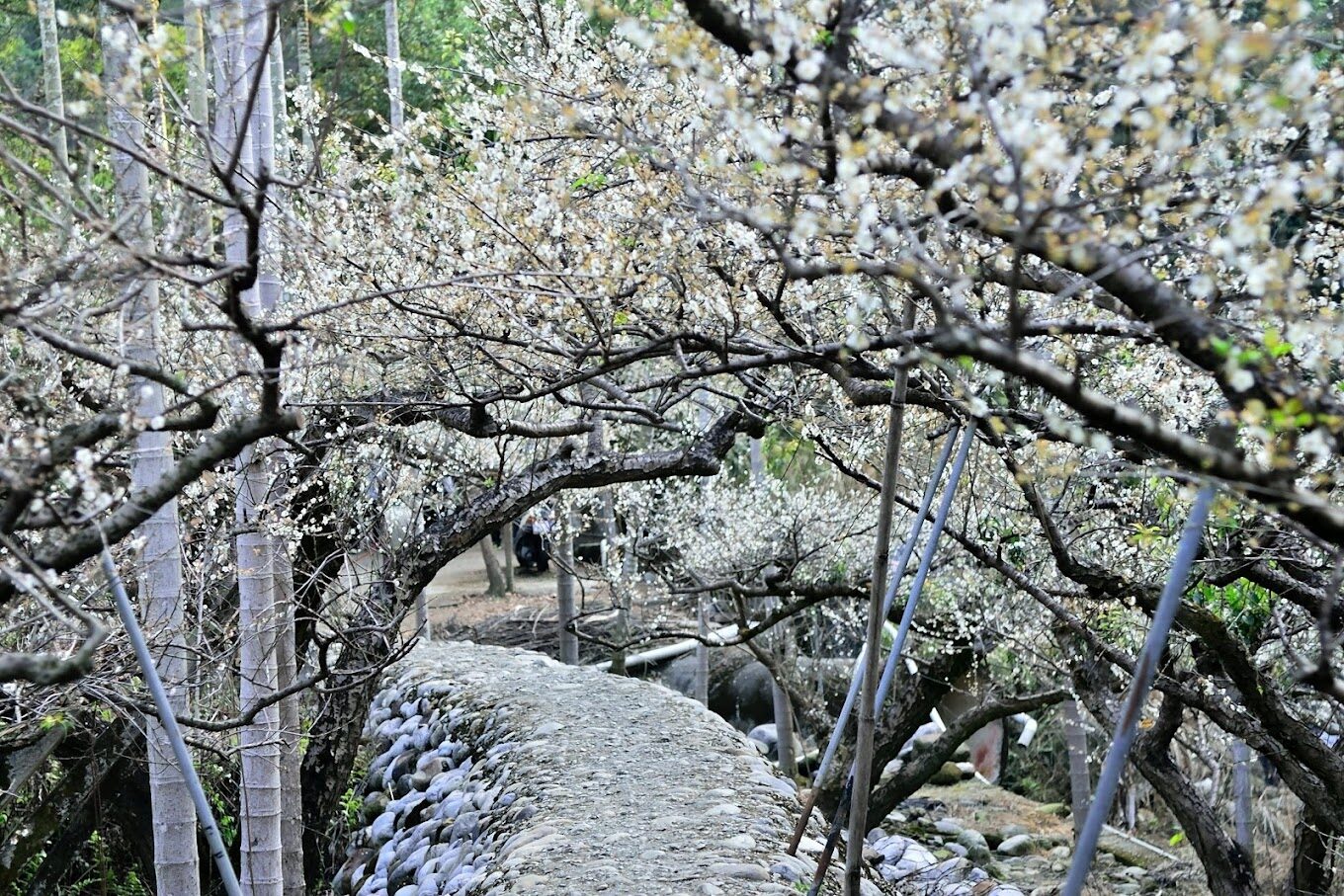 【2025】梅花季節｜必訪3大賞梅景點，不可錯過的美景