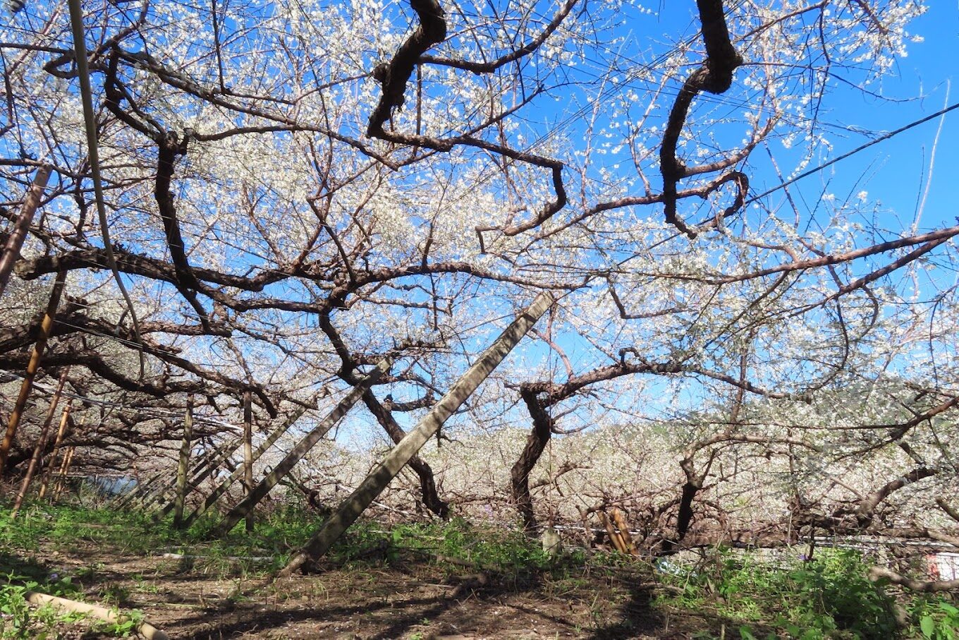 【2025】梅花季節｜必訪3大賞梅景點，不可錯過的美景