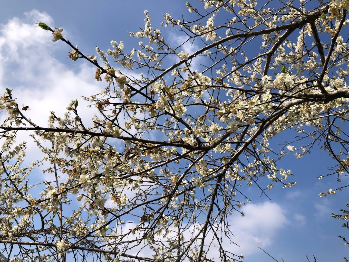 【2025】梅花季節｜必訪3大賞梅景點，不可錯過的美景