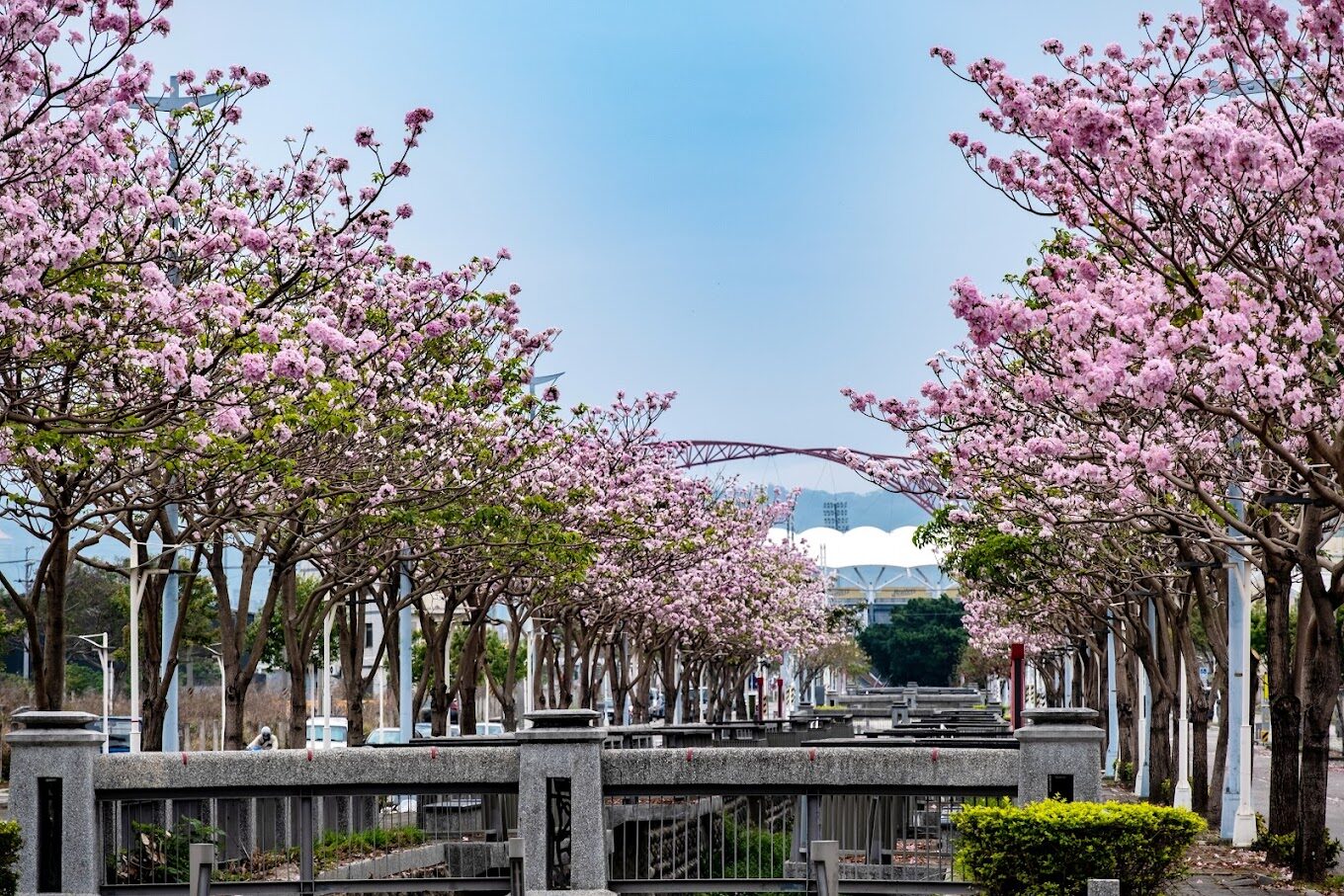 洋紅風鈴木、黃風鈴木旅遊指南：5個你絕不能錯過的秘境景點