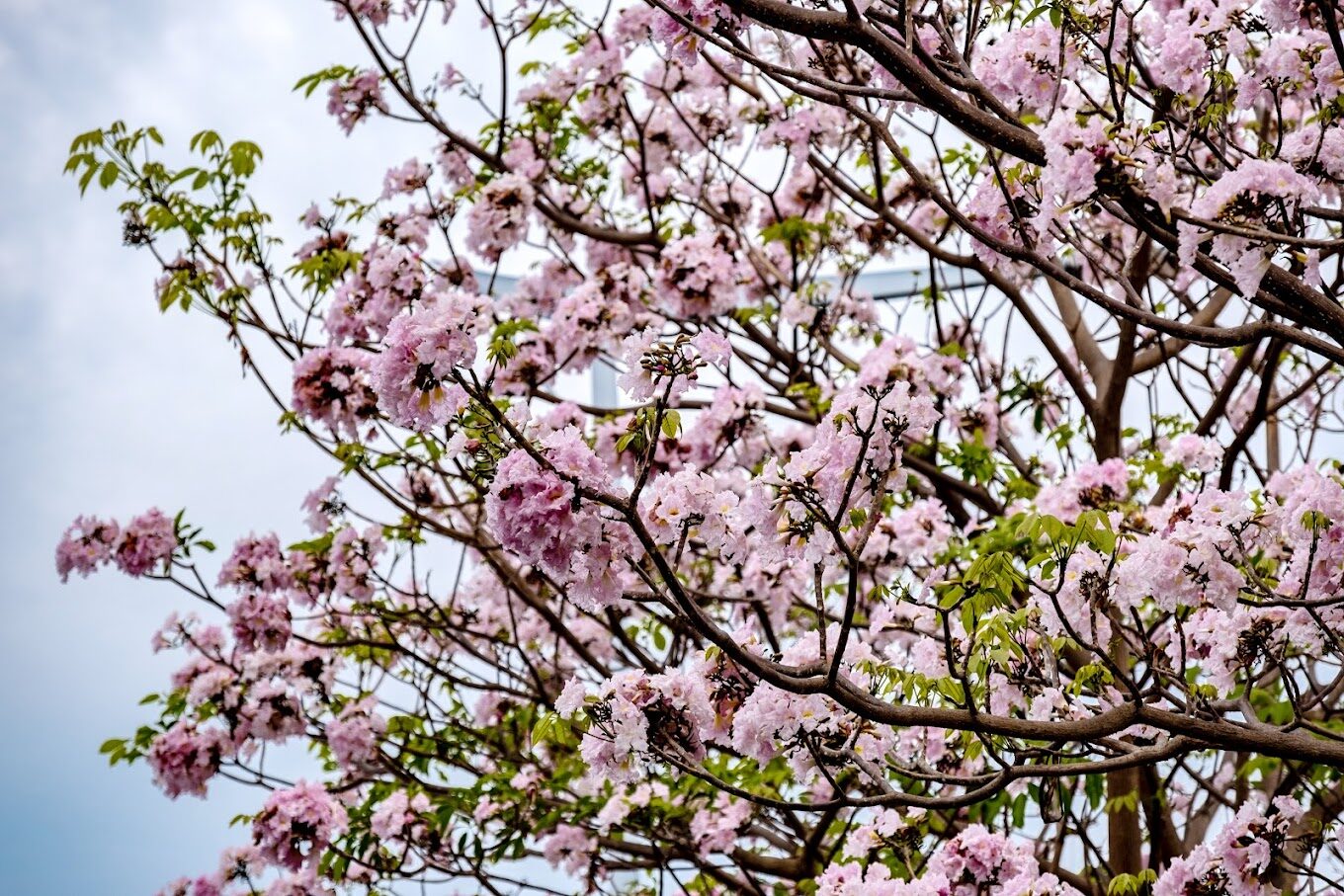 洋紅風鈴木、黃風鈴木旅遊指南：5個你絕不能錯過的秘境景點