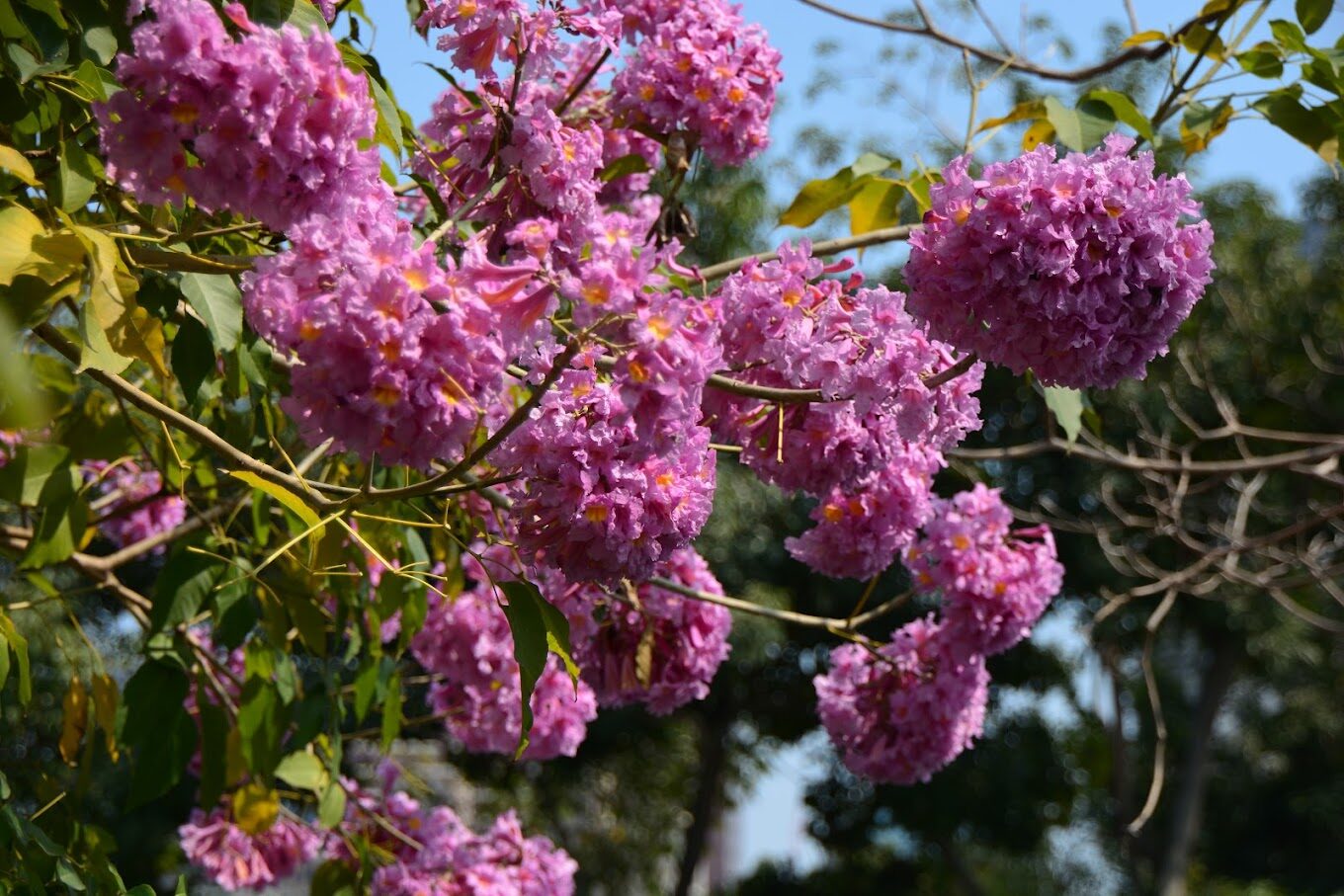 洋紅風鈴木、黃風鈴木旅遊指南：5個你絕不能錯過的秘境景點
