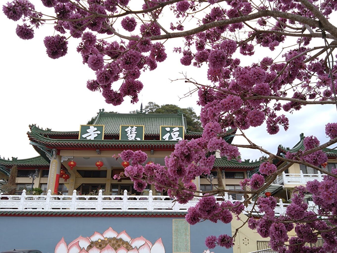 洋紅風鈴木、黃風鈴木旅遊指南：5個你絕不能錯過的秘境景點