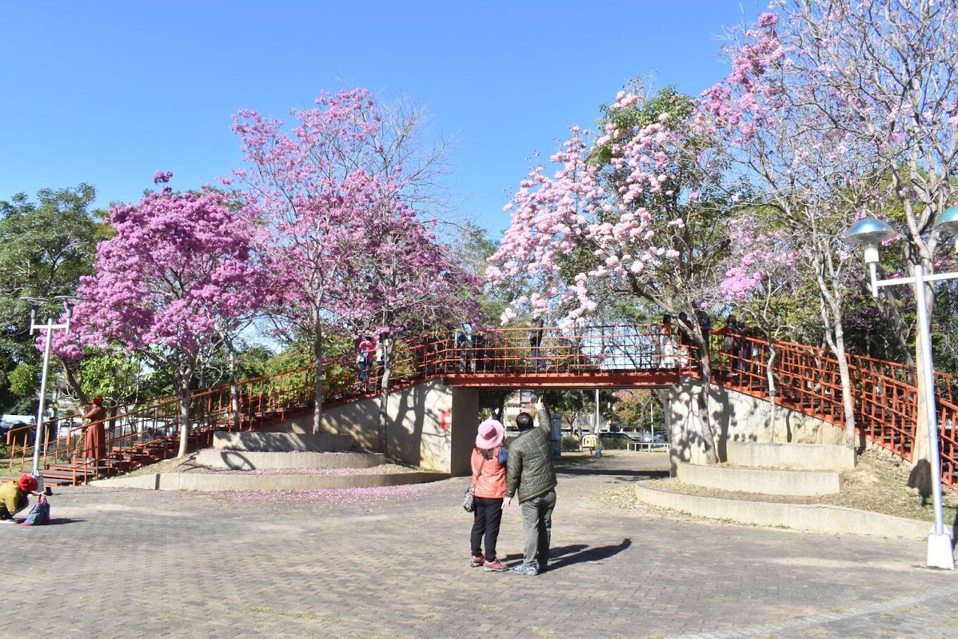 洋紅風鈴木、黃風鈴木旅遊指南：5個你絕不能錯過的秘境景點