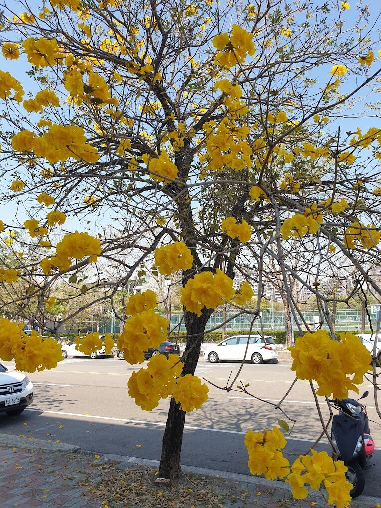 洋紅風鈴木、黃風鈴木旅遊指南：5個你絕不能錯過的秘境景點