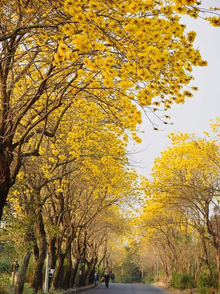 洋紅風鈴木、黃風鈴木旅遊指南：5個你絕不能錯過的秘境景點