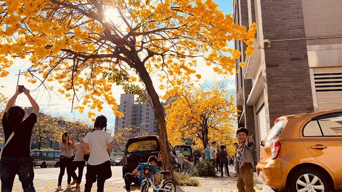 洋紅風鈴木、黃風鈴木旅遊指南：5個你絕不能錯過的秘境景點