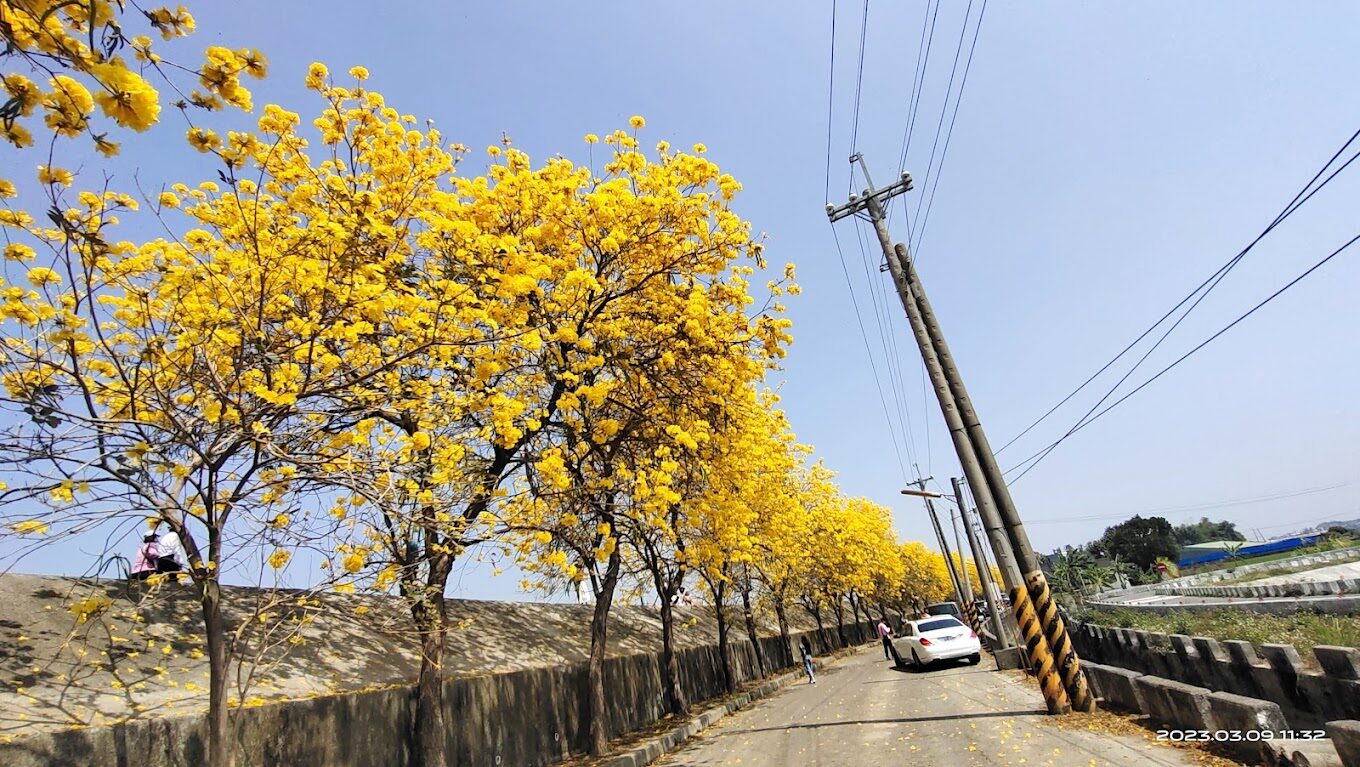 探索黃金風鈴木的5大賞花秘境｜2025旅遊指南