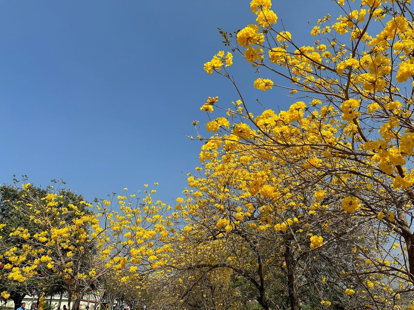 探索黃金風鈴木的5大賞花秘境｜2025旅遊指南