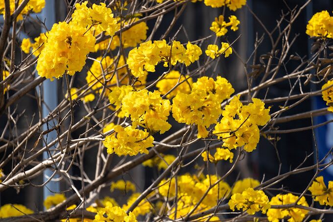 探索黃金風鈴木的5大賞花秘境｜2025旅遊指南