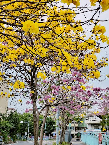 探索黃金風鈴木的5大賞花秘境｜2025旅遊指南