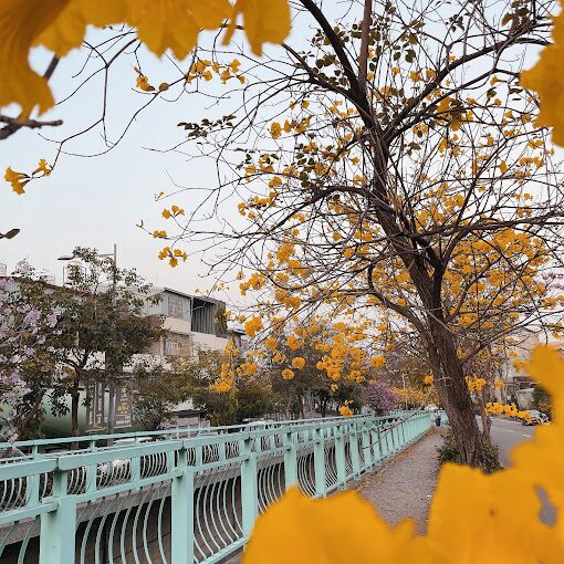 探索黃金風鈴木的5大賞花秘境｜2025旅遊指南