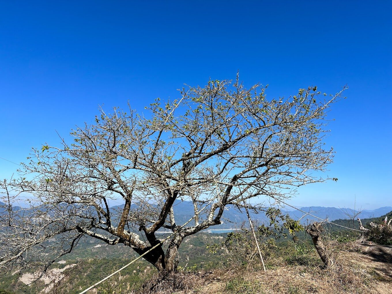梅嶺風景區必去的5大理由｜錯過就後悔！