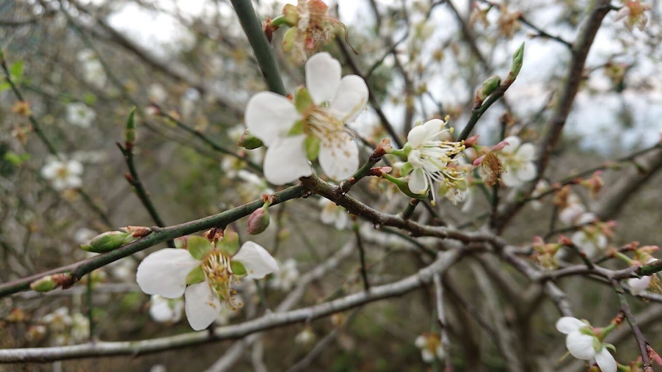 梅嶺風景區必去的5大理由｜錯過就後悔！