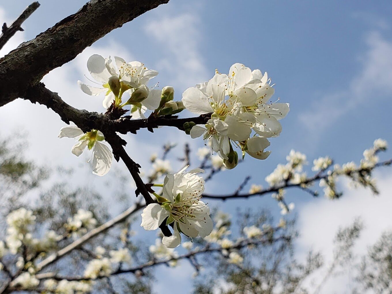 梅嶺風景區必去的5大理由｜錯過就後悔！