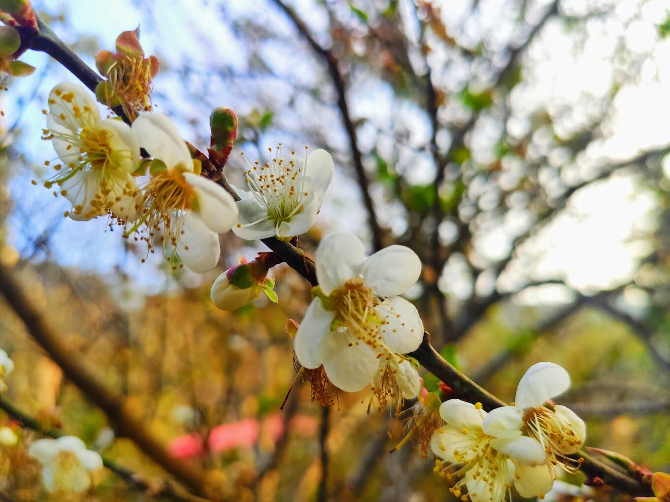 梅嶺風景區必去的5大理由｜錯過就後悔！