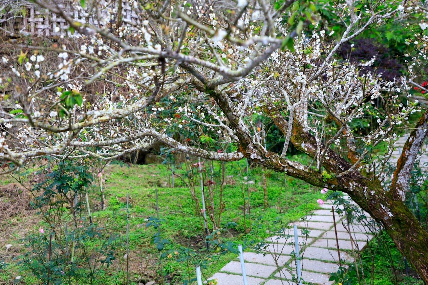 梅嶺風景區必去的5大理由｜錯過就後悔！