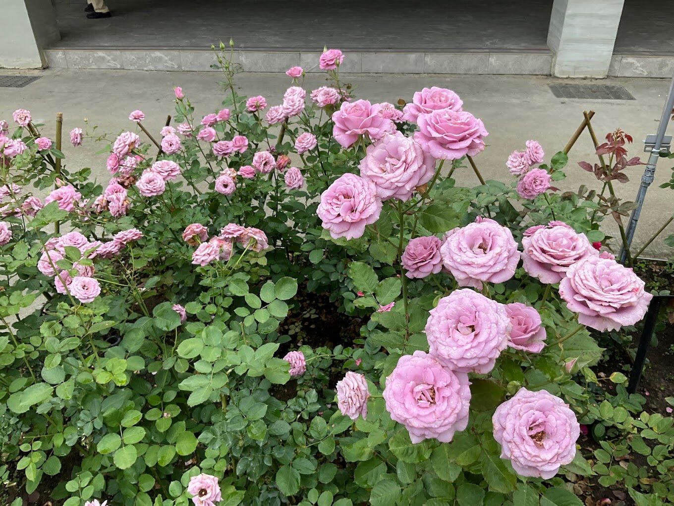 2025苗栗景點不踩雷清單｜必去的5個秘境與絕美景色！