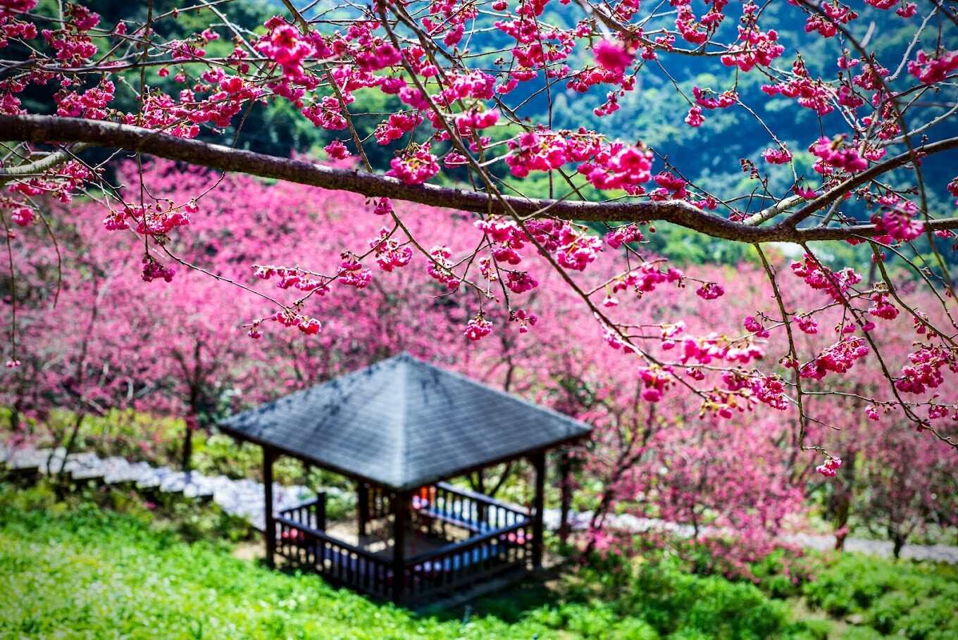台中櫻花賞花攻略｜5大推薦景點不容錯過