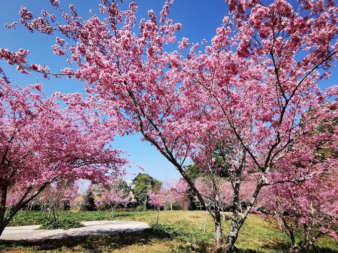 台中櫻花賞花攻略｜5大推薦景點不容錯過