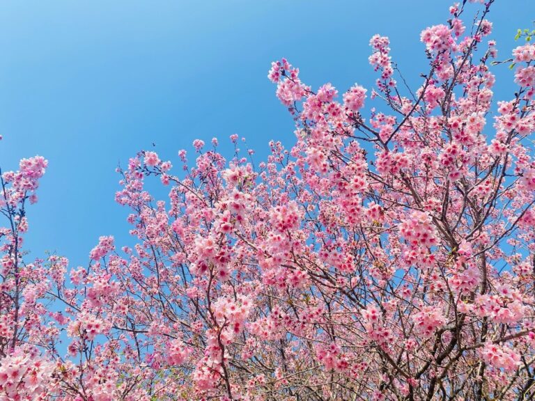 台中櫻花賞花攻略｜5大推薦景點不容錯過