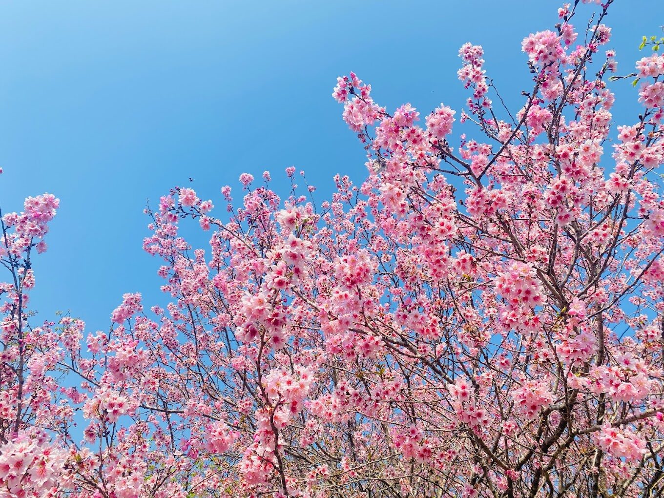 台中櫻花賞花攻略｜5大推薦景點不容錯過