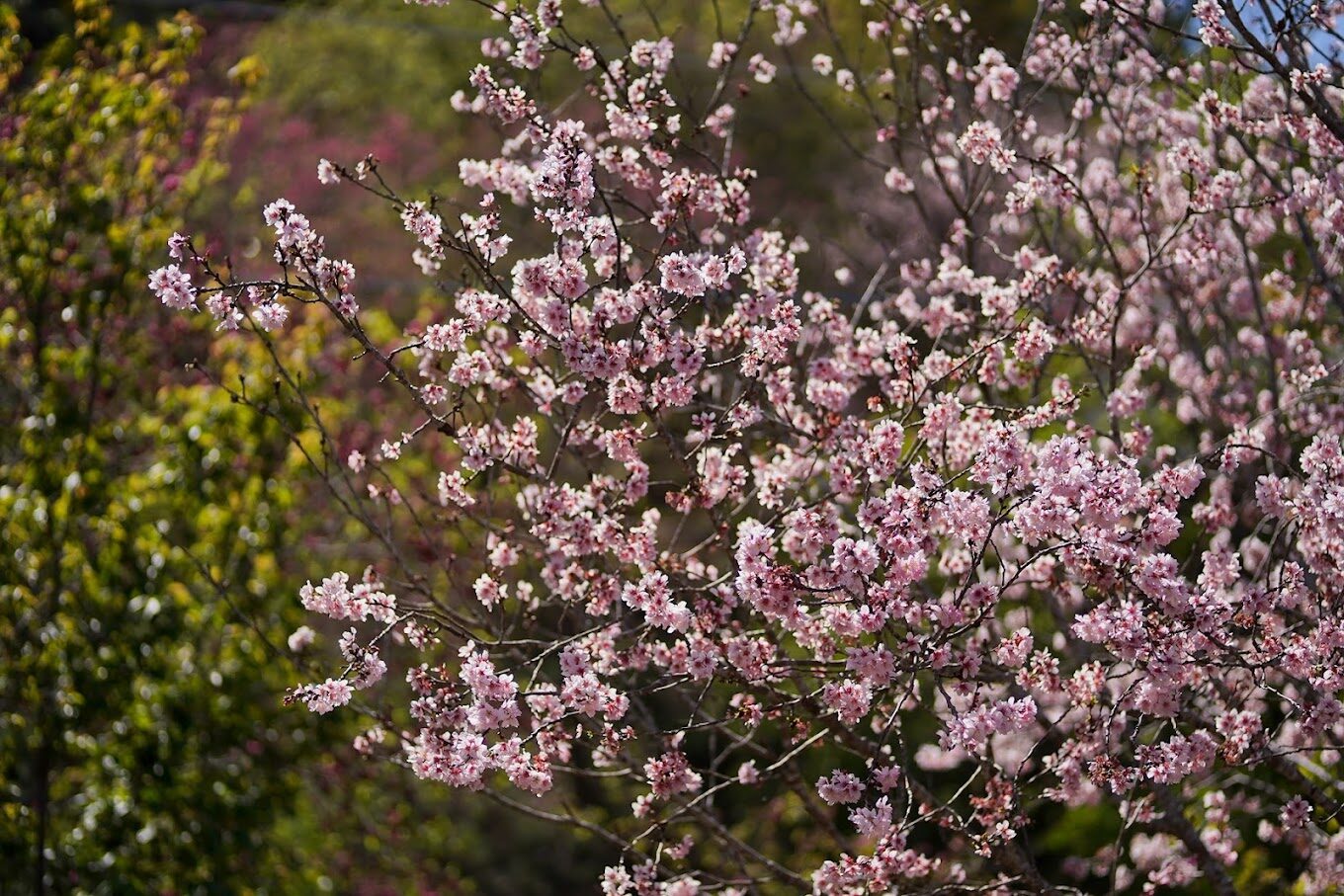 台中櫻花賞花攻略｜5大推薦景點不容錯過