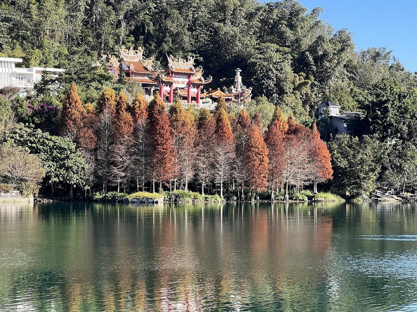 賞落羽松季節:2025年全台必訪的5大秋色秘境