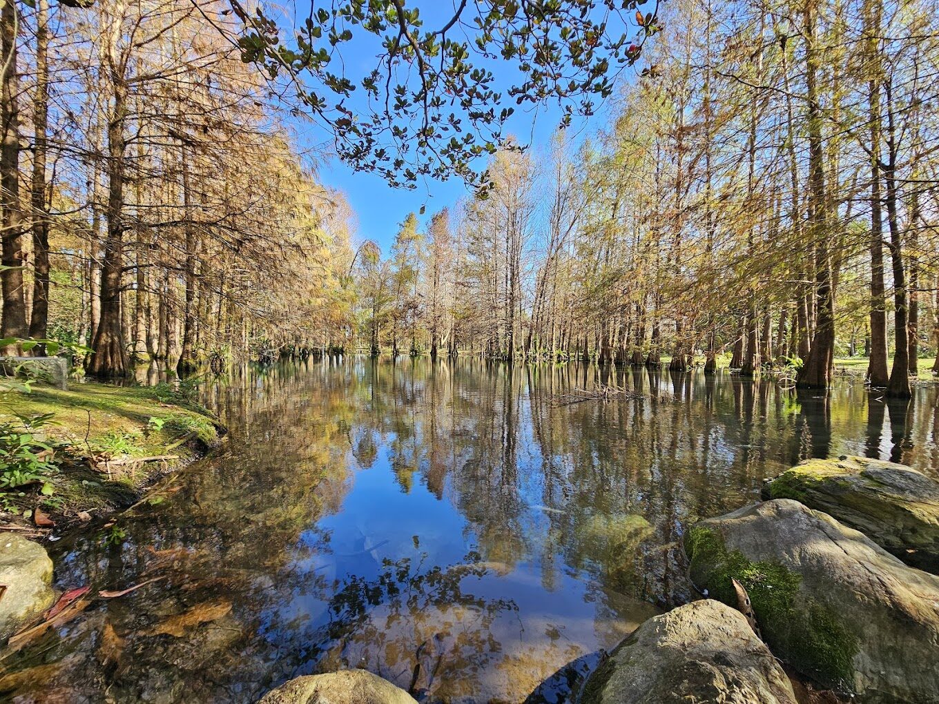 賞落羽松季節:2025年全台必訪的5大秋色秘境