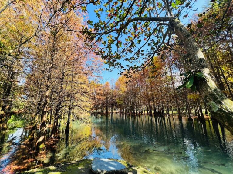 賞落羽松季節：2025年全台必訪的5大秋色秘境