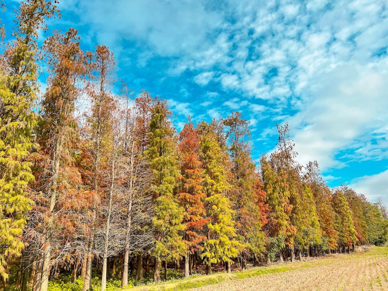 楊梅落羽松秘境呈現一片金黃與橘紅交織的壯麗景色