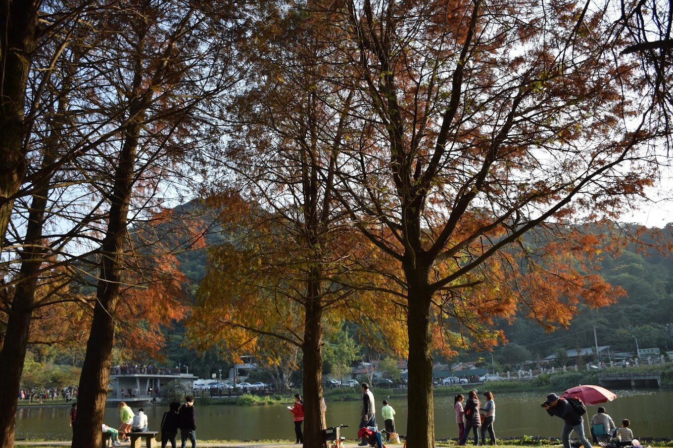 大湖公園湖畔的落羽松美景，適合散步放鬆