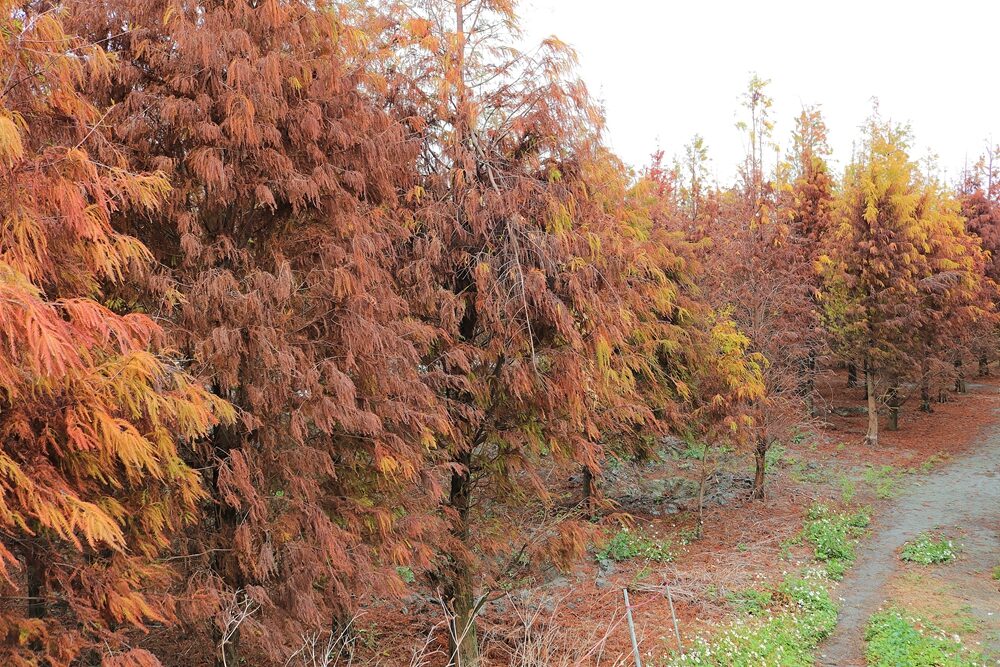 彰化大村落羽松秘境，環境清幽適合靜心